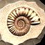 Ammonites